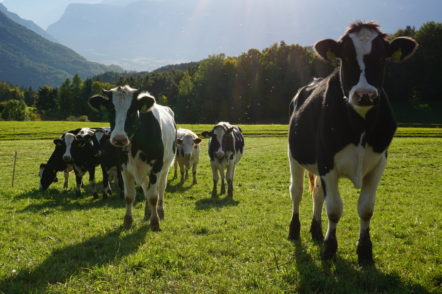 Unsere Kühe auf der Weide.